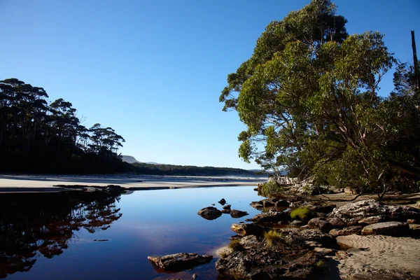 Ráno na řece divoké Tasmánský — Stock fotografie