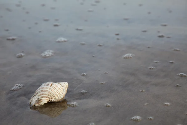 Shell na mořskou pláž — Stock fotografie
