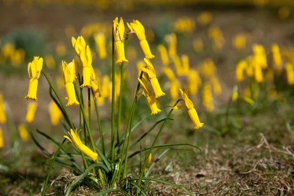 Daffodils selvagens — Fotografia de Stock