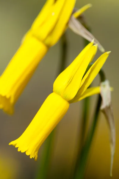 Close-up photo of wild daffodil — Stock Photo, Image