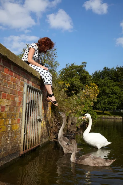 Girl and a family of swans — Stock Photo, Image