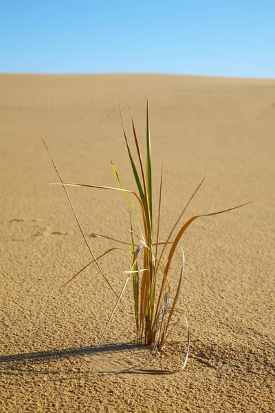 Sám travních rostlin v poušti — Stock fotografie