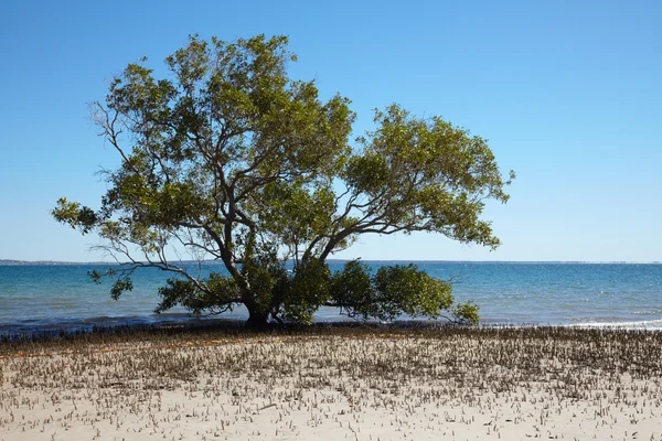 Sozinho manguezal árvore na praia de areia — Fotografia de Stock