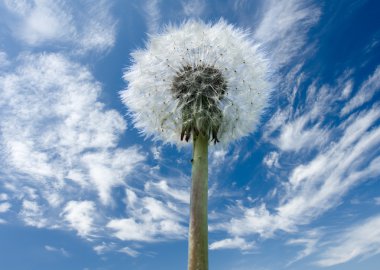 Dandelion flower full of seeds clipart