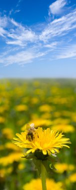 Bee on dandelion under blue sky clipart