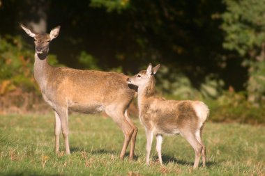 Mother deer and baby deer clipart