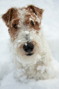 Fox terrier köpek