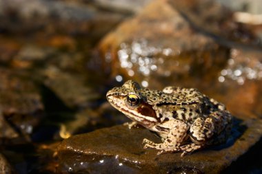 Brown frog clipart