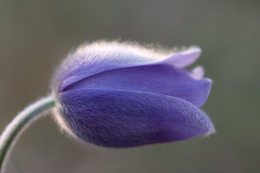 Macro of pasque flower clipart