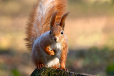 Red squirrel clipart