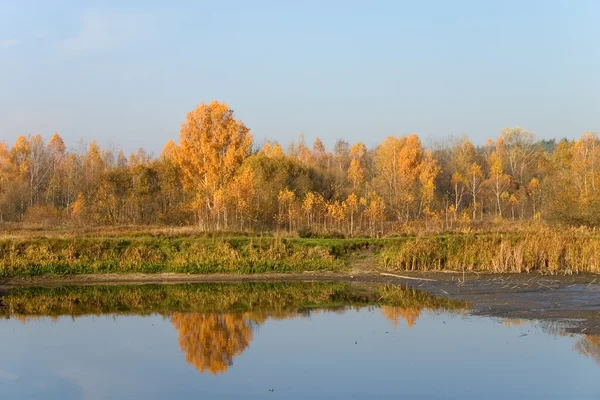 Goldener Herbstwald — Stockfoto