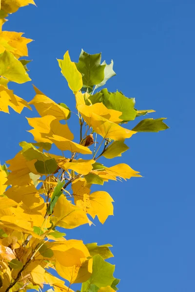 Желтая осенняя листва — стоковое фото