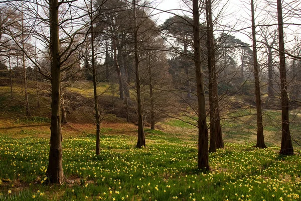 Frühlingswald mit Narzissenblüten — Stockfoto
