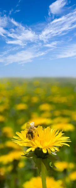 Bee op paardebloem onder de blauwe hemel — Stockfoto