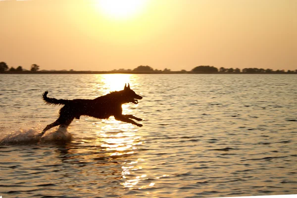 跳跃的狗在海 — 图库照片