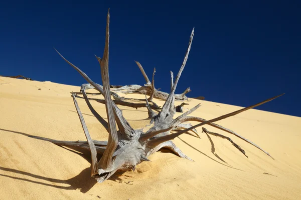 Dode boom in zand woestijn — Stockfoto