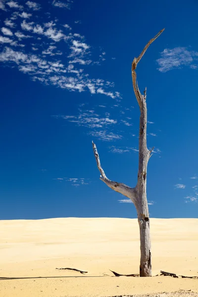 Alter trockener toter Baum in einer Wüste — Stockfoto