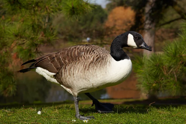 Canada goose on a river bank