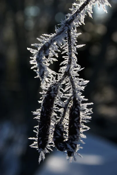 Een pod in hoar-frost — Stockfoto
