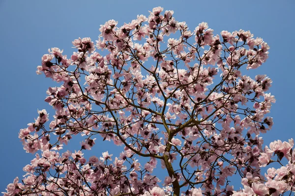 Bloeiende magnolia branch — Stockfoto