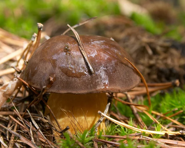 Mushroom with pine needles — Stock Photo, Image