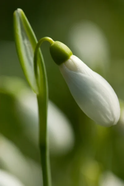 Bud van snowdrop bloem — Stockfoto