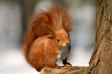 Red squirrel clipart