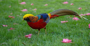 Golden pheasant clipart