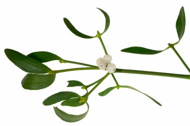 Mistletoe sprig with berries and leafs clipart