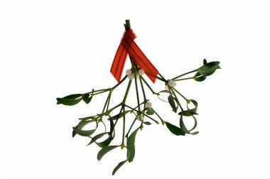 Bunch of mistletoe with berries clipart