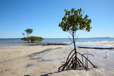 Mangrove tree at sea coast clipart