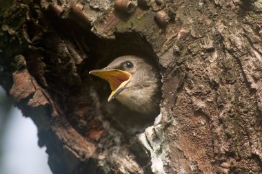 Baby bird clipart