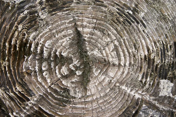 Textura de madeira no coto velho — Fotografia de Stock