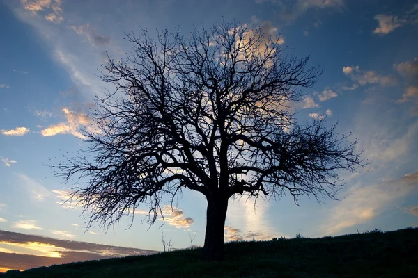 Grote boom silhouet en hemel met wolken — Stockfoto