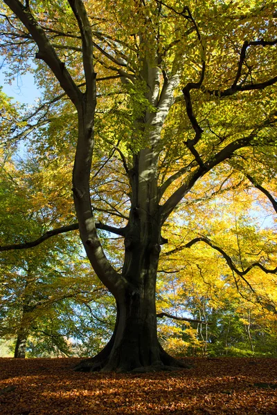 Złotej jesieni drzewa — Zdjęcie stockowe