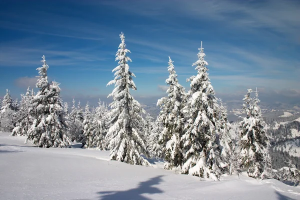 Foresta invernale nelle montagne dei Carpazi — Foto Stock