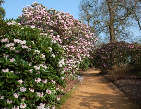 Ścieżka między kwitnących rododendronów — Zdjęcie stockowe
