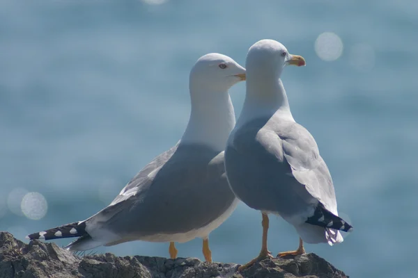 Casado casal de gaivotas do mar — Fotografia de Stock