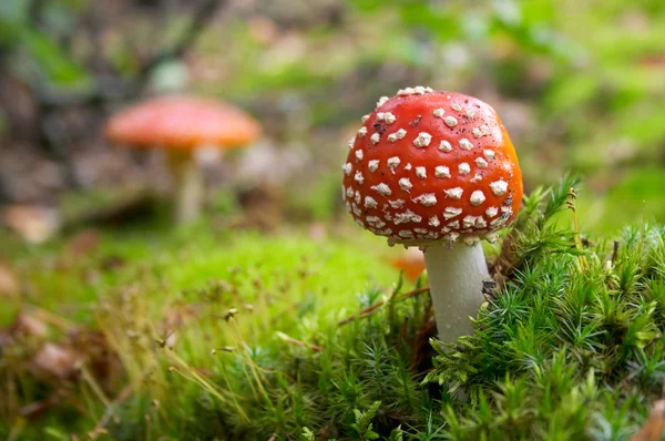 Flyagaric mushroom in green moss — Stock Photo, Image