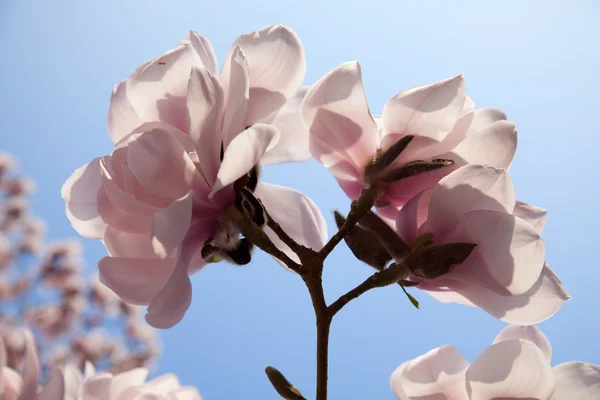Λουλούδι του δέντρο magnolia — Φωτογραφία Αρχείου