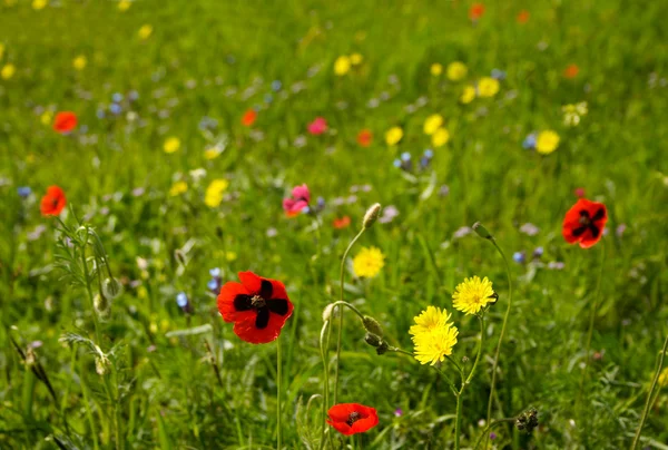 Blooming meadow — Stock Photo, Image