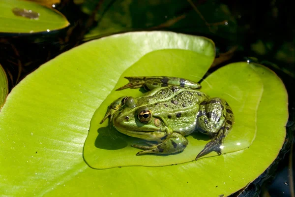 Frog on water lily leaf — Stock Photo, Image