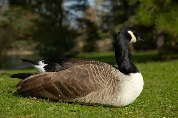 stock image Canada goose