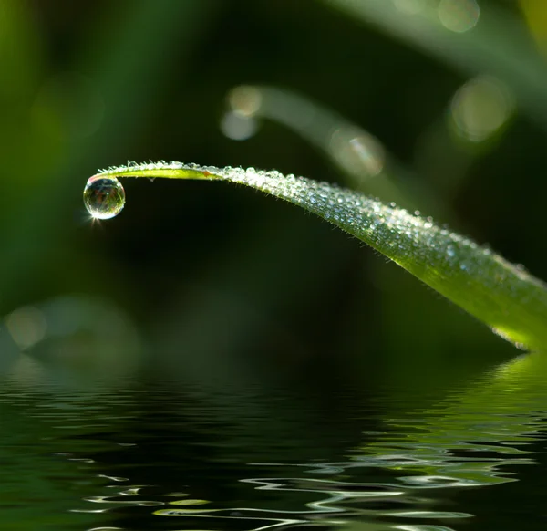 Gota de orvalho na folha de grama — Fotografia de Stock