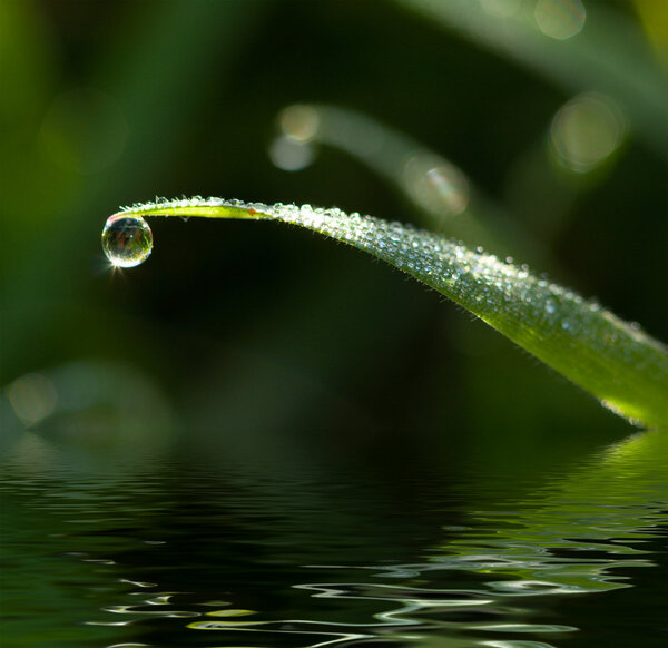 Dewdrop on grass leaf