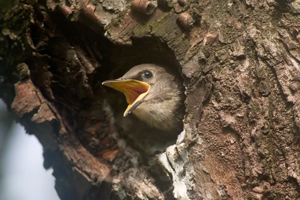 stock image Baby bird