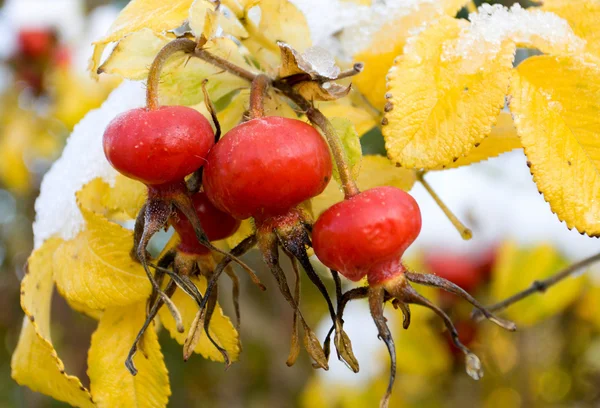 Dog rose berry — Stock Photo, Image