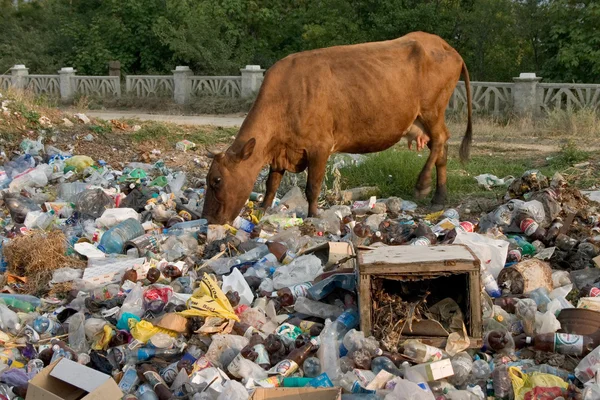 Vaca na lixeira — Fotografia de Stock
