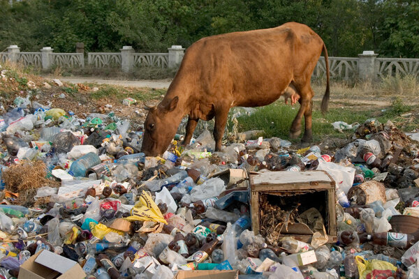 Cow on the dump