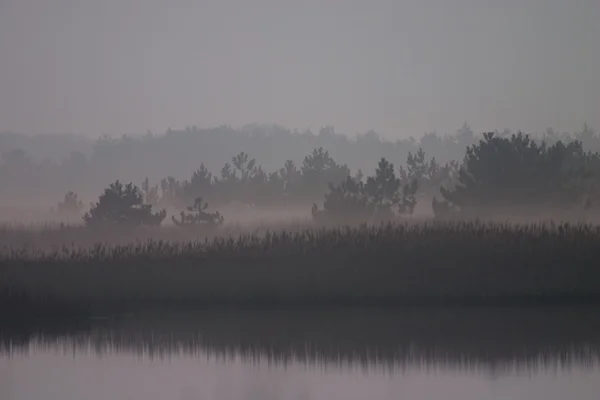 Nebbia all'alba — Foto Stock
